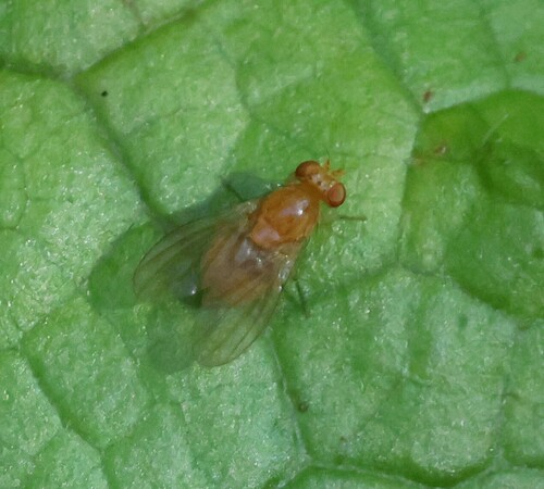 Homoneura unguiculata, 2026-10-12