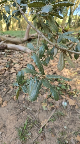 Portuguese oak