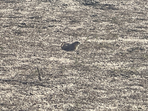 Black-tailed Prairie Dog observed by maui_manini