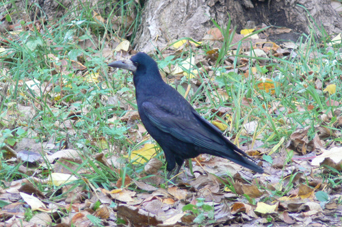 Rook