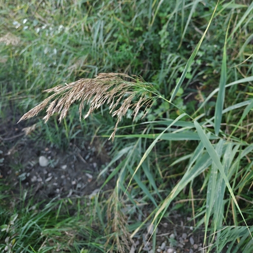 common reed