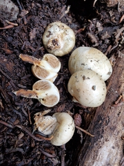 Pholiota nubigena