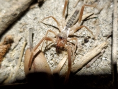 Eremobatidae