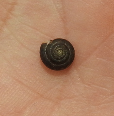 Euomphalia strigella