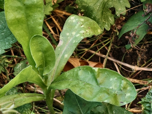 Entyloma calendulae, 2026-10-16