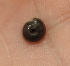 Euomphalia strigella