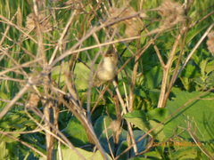 Aves