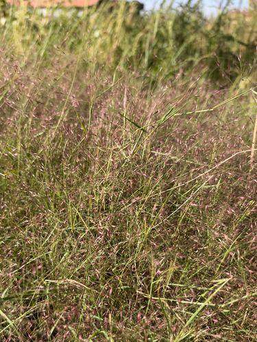 Muhlenbergia porteri observed 2026-10-16
