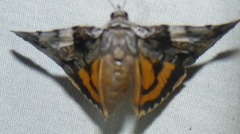 Catocala pretiosa