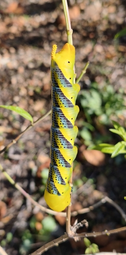 Death's Head Hawkmoth