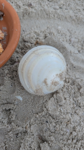 Dosinia discus observed 2026-10-16