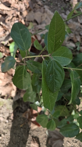 Laurustinus viburnum