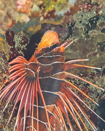 Pterois radiata observed 2026-10-15