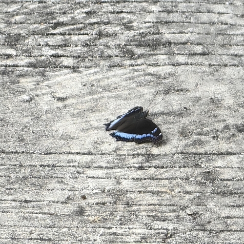 Blue Admiral
