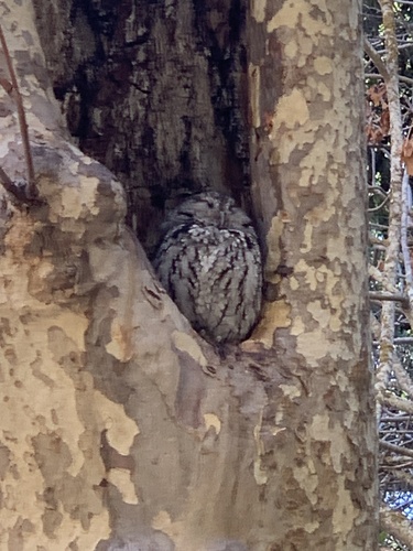Western Screech-Owl observed by mnsj