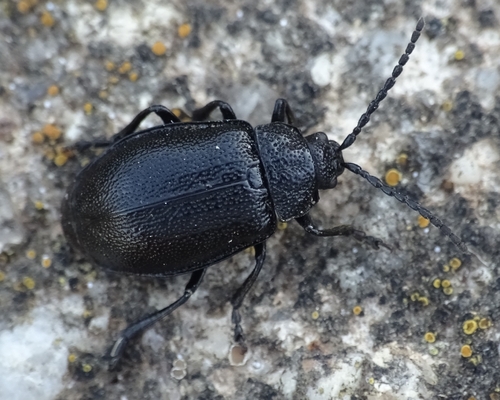 black-punctured leaf beetle