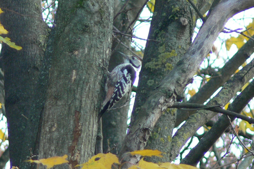White-backed Woodpecker