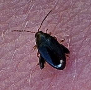 Cabbage-stem flea beetle