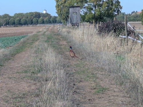 Ring-necked Pheasant