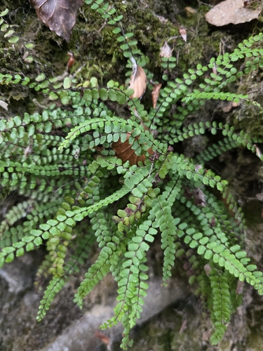 maidenhair spleenwort