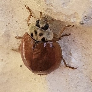 Asian Lady Beetle