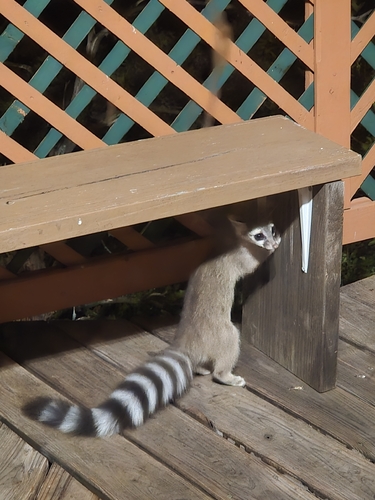 Ringtail observed by bacchusrock