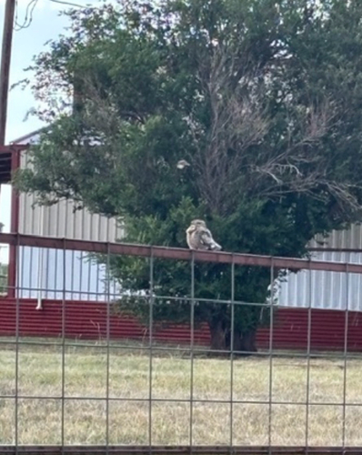 Common Nighthawk observed by kylieg76589