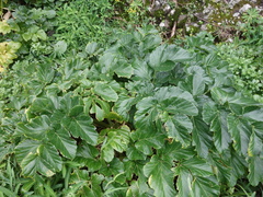 Angelica hirsutiflora