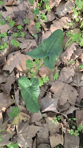 Italian arum