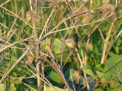 Aves