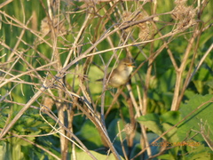 Aves