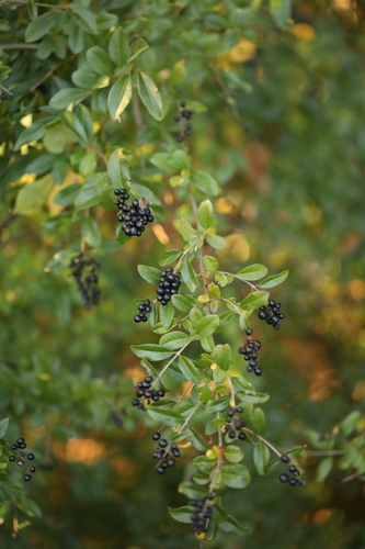 Common Privet