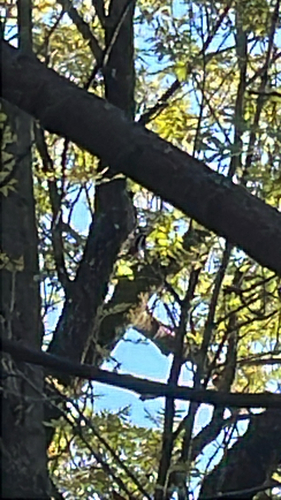 Great Spotted Woodpecker
