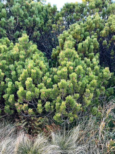 mountain pine