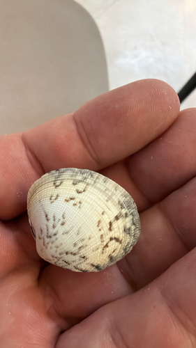 Leukoma grata observed 2026-10-16