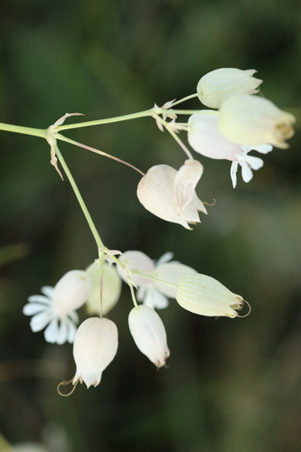bladder campion