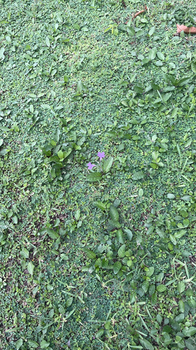 Ruellia ciliatiflora observed 2026-10-16