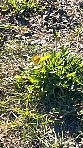Clouded Yellow