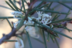 Hakea decurrens physocarpa