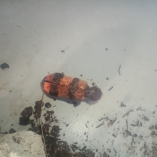 Bee-eating Beetle