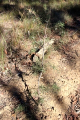 Hakea decurrens physocarpa