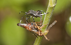 Oechalia schellenbergii