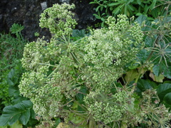 Angelica hirsutiflora