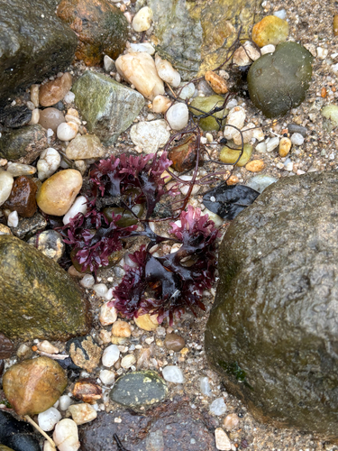 Chondrus observed 2026-10-16