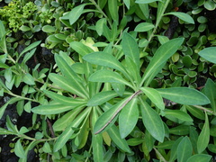 Crepidiastrum lanceolatum