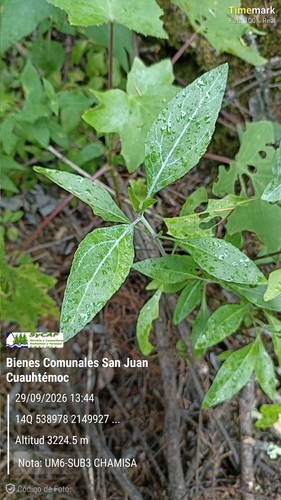 Ageratina glabrata observed 2026-09-29