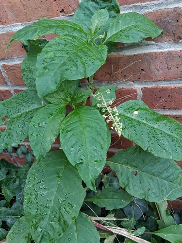 American pokeweed