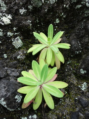Crepidiastrum lanceolatum