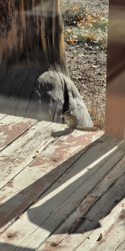 Least Chipmunk observed by colleen13135
