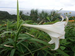 Lilium longiflorum